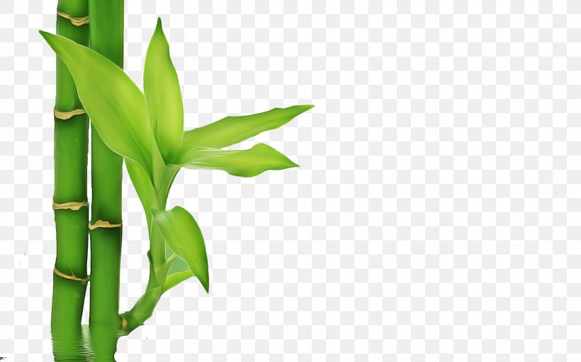 Bamboo Leaf, PNG, 1920x1200px, Bamboo, Bigstock, Flower, Leaf, Lucky Bamboo Download Free