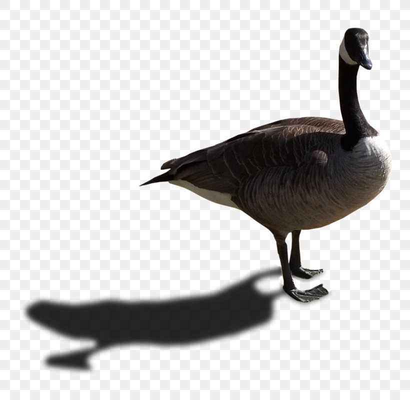 Canada Goose Duck Bird, PNG, 800x800px, Canada, Anatidae, Android, Anseriformes, Beak Download Free
