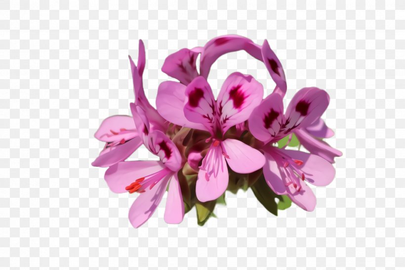 Flowering Plant Flower Pink Petal Plant, PNG, 2448x1632px, Flowering Plant, Cut Flowers, Dendrobium, Flower, Lilac Download Free