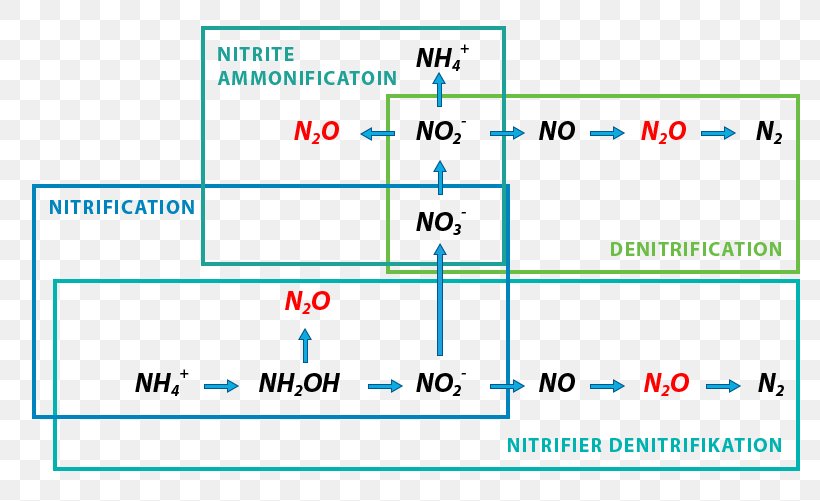 Simultaneous Nitrification–denitrification Denitrifying Bacteria Nitrous Oxide, PNG, 812x501px, Denitrification, Area, Autotroph, Bacteria, Denitrifying Bacteria Download Free
