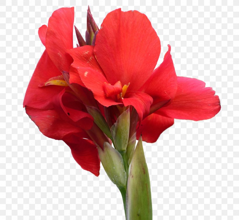 Canna Indica Amaryllis Belladonna Flower, PNG, 1200x1106px, Canna Indica, Alstroemeriaceae, Amaryllis, Amaryllis Belladonna, Amaryllis Family Download Free