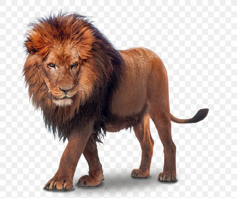 Lion, PNG, 1417x1181px, Lion, Big Cat, Big Cats, Carnivoran, Cat Like Mammal Download Free