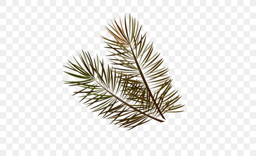 Spruce Pine Fir Twig Leaf, PNG, 500x500px, Spruce, Branch, Conifer, Fir, Leaf Download Free