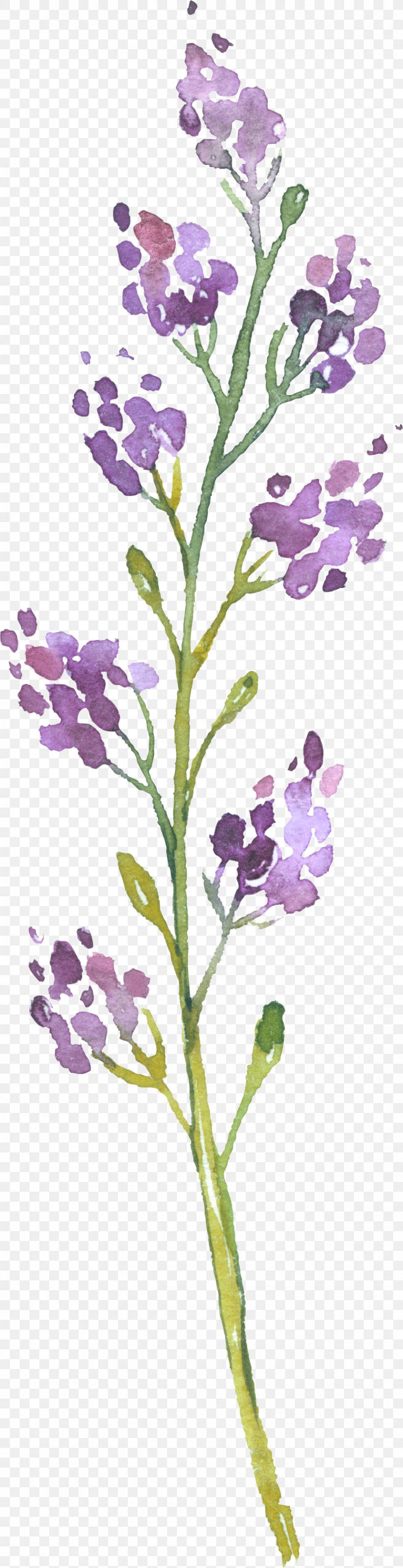 English Lavender Photography Plant Stem, PNG, 859x3336px, English Lavender, Common Sage, Flora, Flower, Flowering Plant Download Free