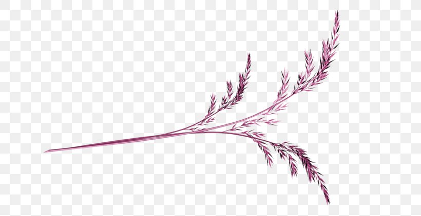 Purple Plum Blossom, PNG, 670x422px, Purple, Blog, Branch, Feather, Grass Download Free