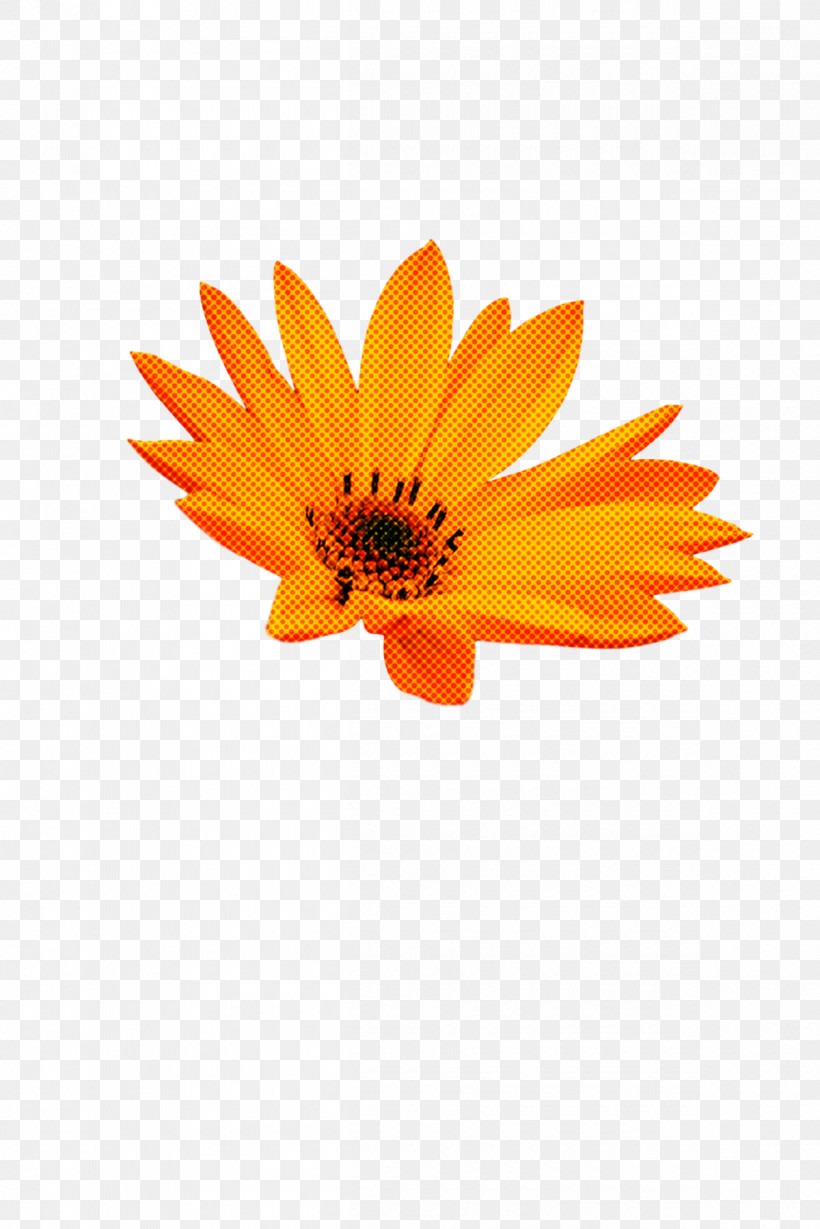 Sunflower, PNG, 1200x1799px, Transvaal Daisy, Biology, Calendula, Flower, Petal Download Free