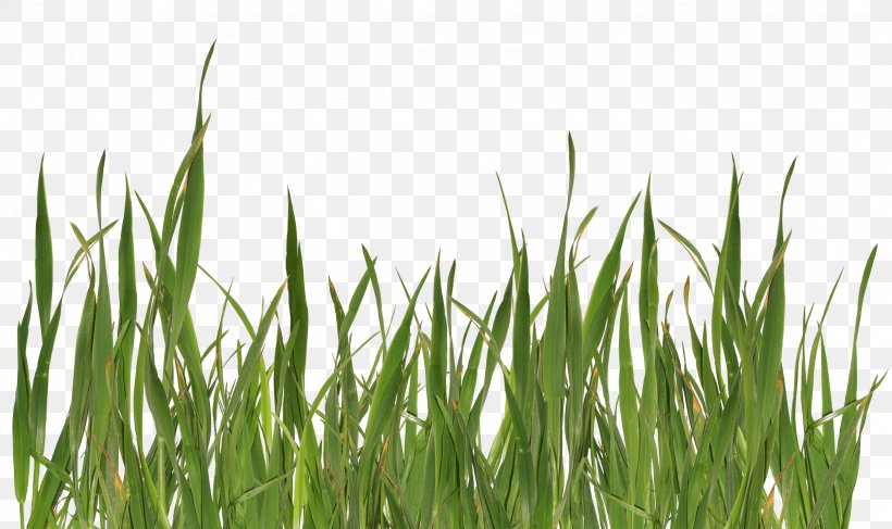 Grasses Lawn, PNG, 2468x1467px, Lawn, Commodity, Dots Per Inch, Grass, Grass Family Download Free