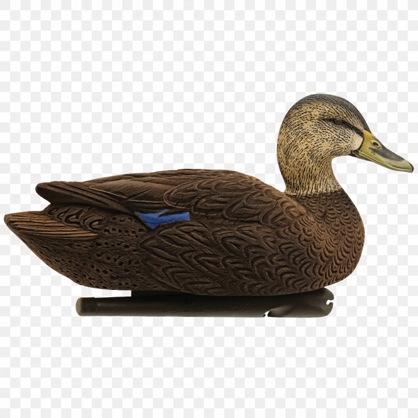 Mallard Duck Decoy Goose Atlantic Flyway, PNG, 1335x1335px, Mallard, American Black Duck, Atlantic Flyway, Beak, Bird Download Free