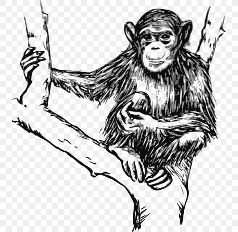 Chimpanzee Gorilla Ape Drawing Clip Art, PNG, 739x800px, Chimpanzee, Ape, Art, Black And White, Carnivoran Download Free
