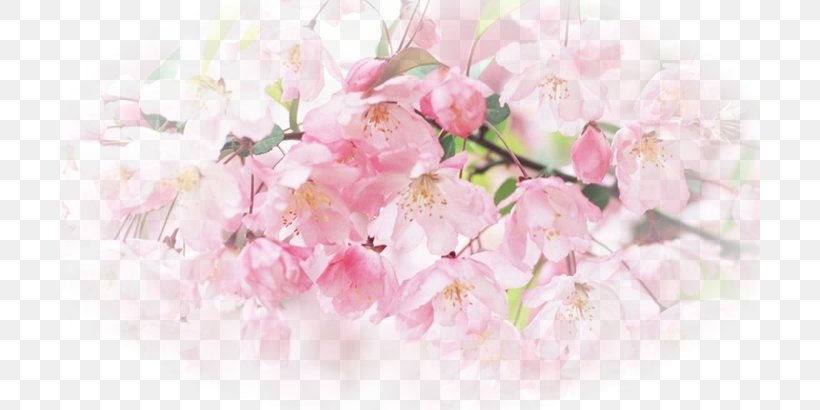 Desktop Wallpaper Flower High-definition Television Display Resolution Blossom, PNG, 700x410px, 1610, Flower, Blossom, Branch, Cherry Blossom Download Free