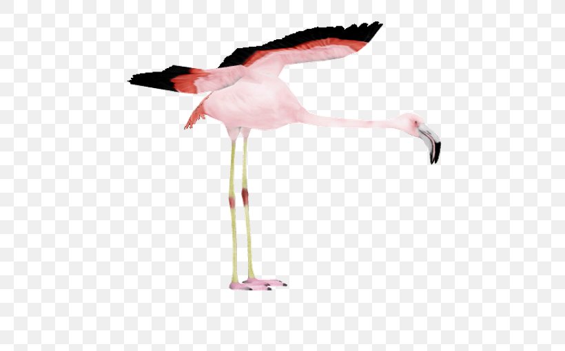 Flamingo Cartoon, PNG, 583x510px, Chilean Flamingo, Beak, Bird, Crocodile, Crookedstar Download Free