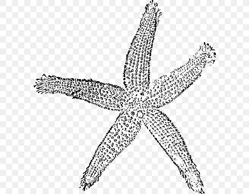 The Star Thrower Clip Art, PNG, 602x640px, Star Thrower, Beach, Black And White, Body Jewelry, Echinoderm Download Free