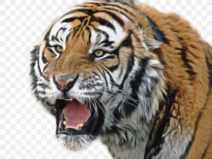 Cats Cartoon, PNG, 1600x1200px, Roar, Adaptation, Animal, Bengal Tiger, Cat Download Free