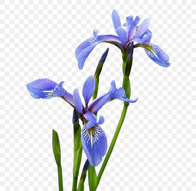 Iris Versicolor Irises Flower Painting, PNG, 658x800px, Iris Versicolor, Blue, Botany, Flower, Flowering Plant Download Free