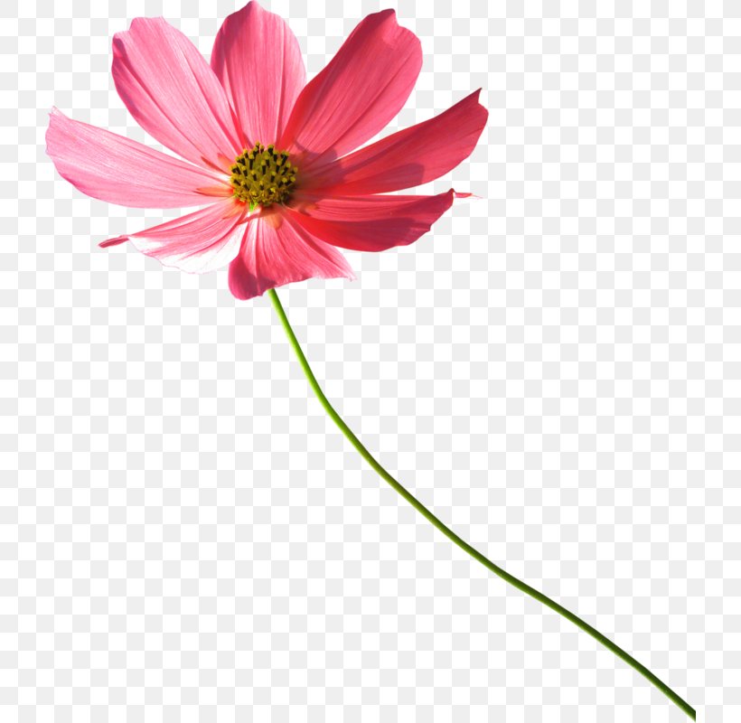 Cut Flowers Daisy Family Transvaal Daisy Chrysanthemum, PNG, 720x800px, Flower, Chrysanthemum, Chrysanths, Common Daisy, Cosmos Download Free