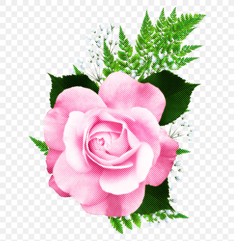 Garden Roses, PNG, 673x845px, Flower, Cut Flowers, Garden Roses, Petal, Pink Download Free