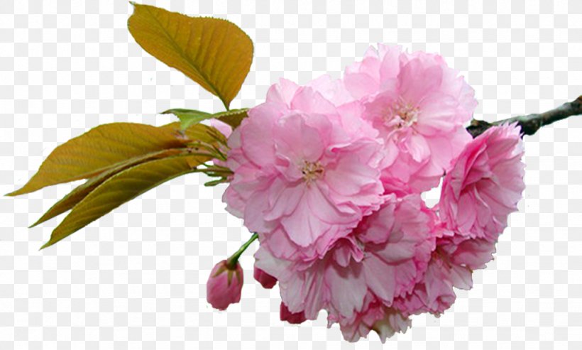 Flower Spring Cherry Blossom, PNG, 1027x618px, Flower, Albom, Blossom, Branch, Cherry Blossom Download Free