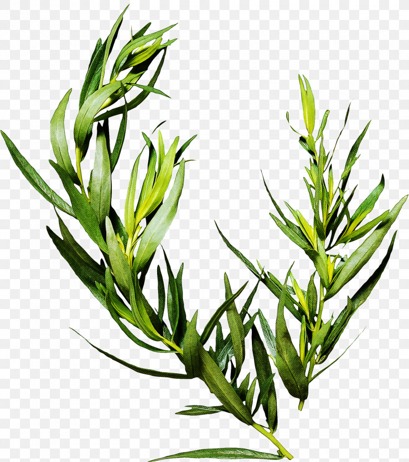 Rosemary, PNG, 1723x1948px, Plant, Flower, Grass, Grass Family, Herb Download Free