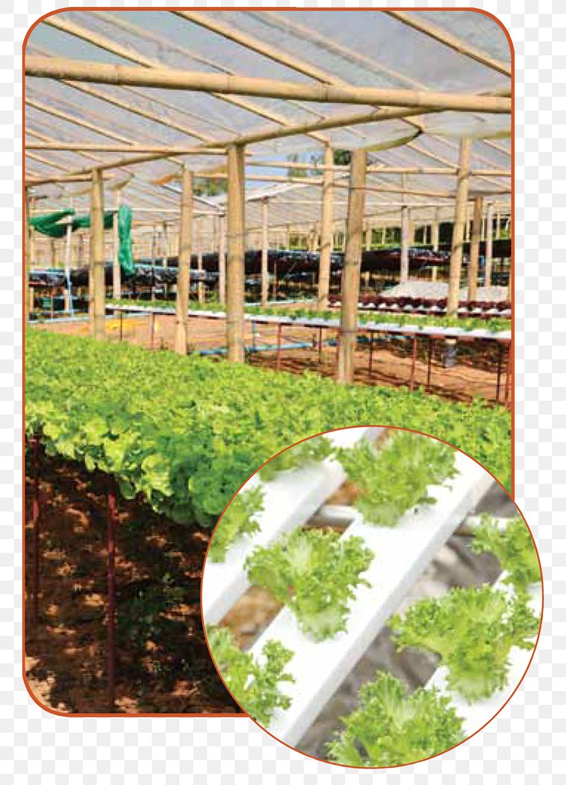 Agriculture In The Classroom Greenhouse Hydroponics Agricultural Literacy, PNG, 800x1136px, Agriculture In The Classroom, Aeration, Agricultural Literacy, Agriculture, Crop Download Free
