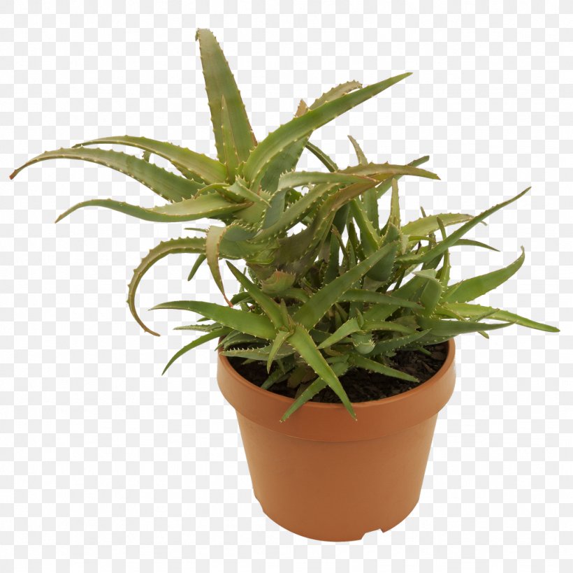 Aloe Vera Aloe Arborescens Rasteniyamarket.rf Houseplant, PNG, 1024x1024px, Aloe Vera, Aloe, Aloe Arborescens, Cosmetics, Echeveria Download Free