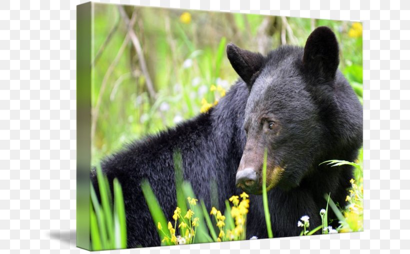 Fauna Wildlife Terrestrial Animal Snout, PNG, 650x509px, Fauna, Animal, Bear, Grass, Mammal Download Free