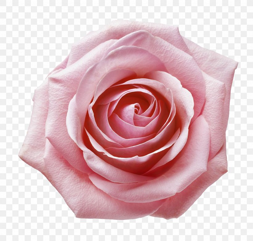 Garden Roses Still Life: Pink Roses Centifolia Roses Beach Rose Floribunda, PNG, 1024x973px, Garden Roses, Beach Rose, Centifolia Roses, Close Up, Closeup Download Free