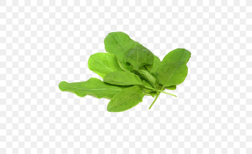 Sorrel Oregano Herb Leaf Spinach, PNG, 500x500px, Sorrel, Chives, Food, Herb, Kitchen Garden Download Free