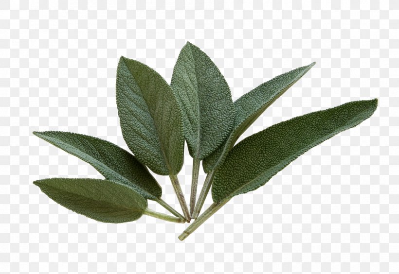 Common Sage Tea Herb Health Sage Of The Diviners, PNG, 1787x1231px, Common Sage, Clary, Cooking, Extract, Flavor Download Free