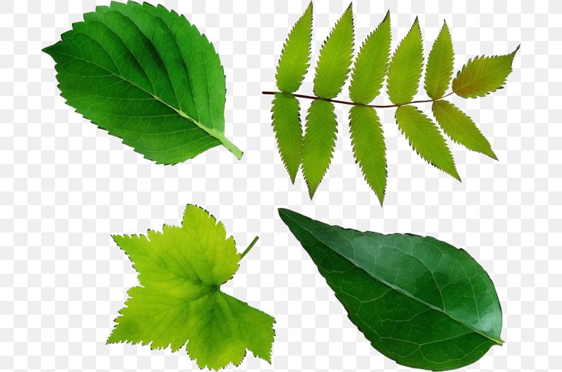 Leaf Plant Tree Slippery Elm Siberian Elm, PNG, 700x544px, Watercolor, Flower, Herbal, Leaf, Paint Download Free