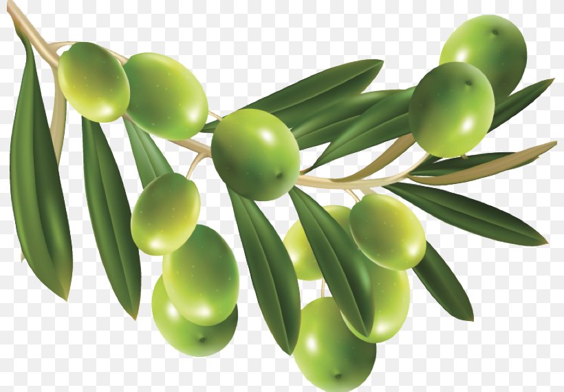 Olive Clip Art, PNG, 800x569px, Olive, Display Resolution, Food, Fruit, Olive Leaf Download Free