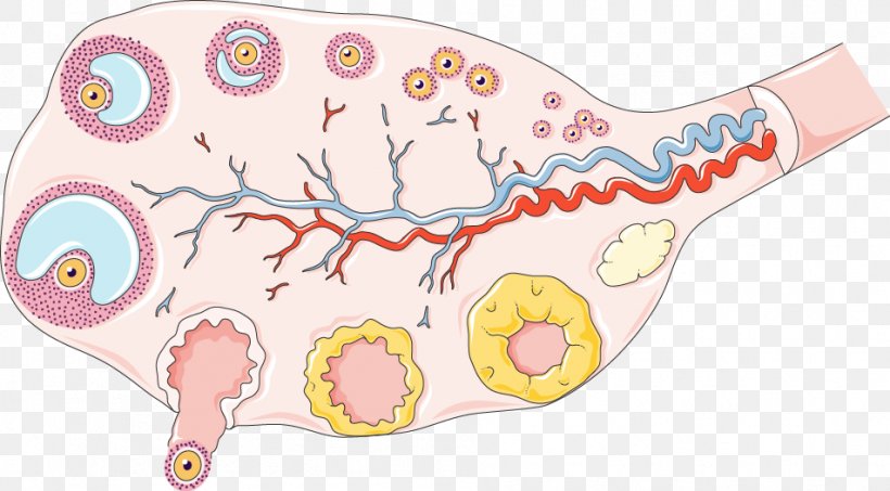 Ovarian Cyst Menstruation Ovary Menstrual Cycle Corpus Luteum, PNG, 952x527px, Watercolor, Cartoon, Flower, Frame, Heart Download Free