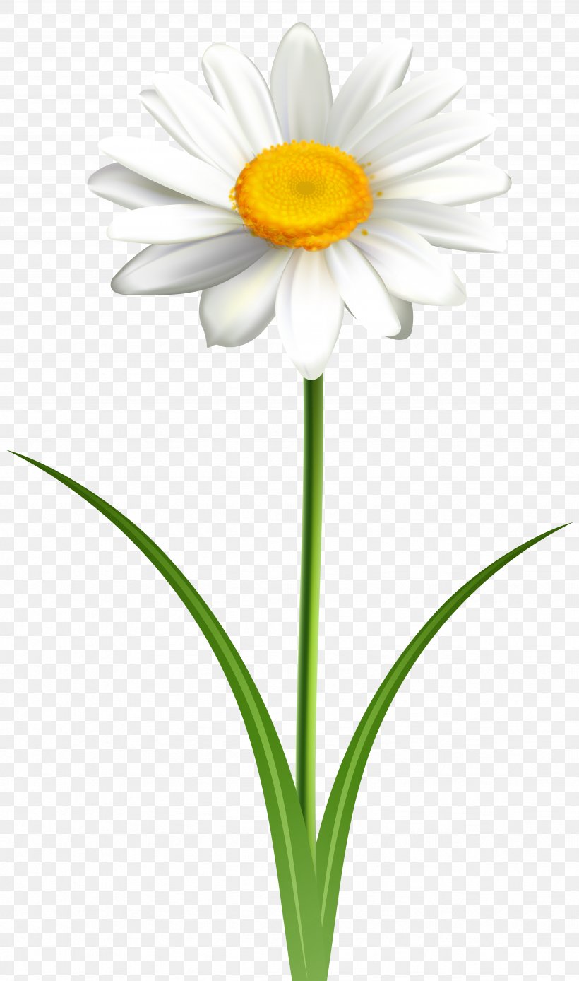 Common Daisy Clip Art Openclipart Vector Graphics Free Content, PNG, 4723x8000px, Common Daisy, Art, Cut Flowers, Daisy, Daisy Family Download Free