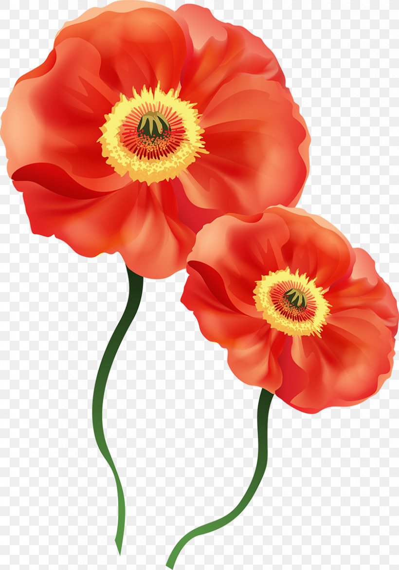 Common Poppy Flower Clip Art, PNG, 840x1200px, Poppy, Anemone, Annual Plant, Common Poppy, Coquelicot Download Free