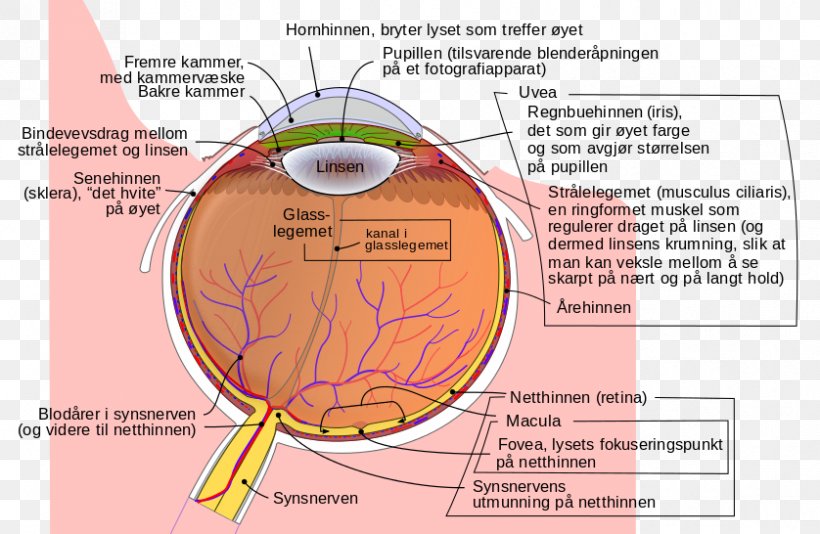 Human Eye Xanthophyll Diagram Lutein, PNG, 838x546px, Watercolor, Cartoon, Flower, Frame, Heart Download Free