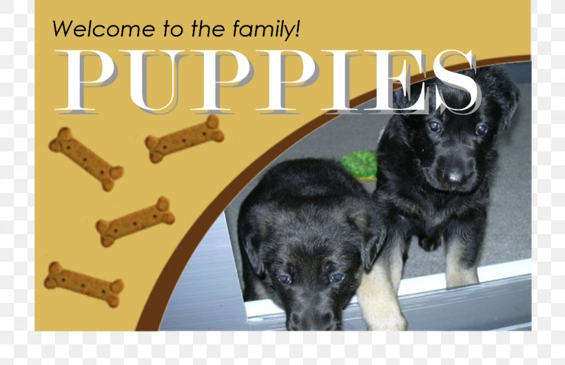 Dog Breed Puppy Kitten Sporting Group, PNG, 1125x728px, Dog Breed, Brand, Breed, Crossbreed, Dog Download Free