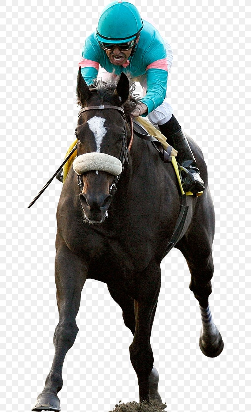 Horse Racing Thoroughbred Jockey, PNG, 643x1345px, Horse Racing, Animal Sports, Bit, Bridle, Endurance Riding Download Free