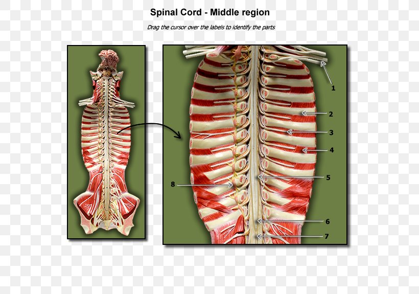 Spinal Cord A Visual Analogy Guide To Human Anatomy Biology, PNG, 600x575px, Watercolor, Cartoon, Flower, Frame, Heart Download Free