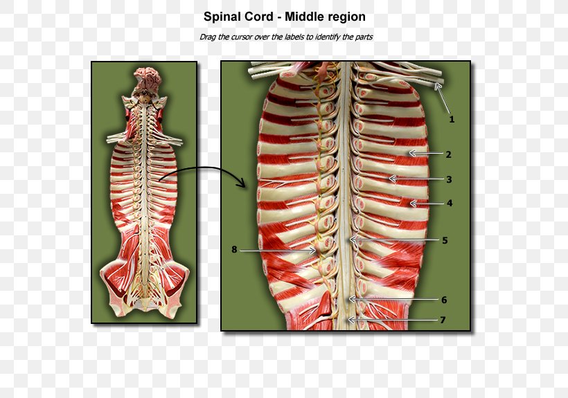 Spinal Cord A Visual Analogy Guide To Human Anatomy Biology PNG Spinal Cord A Visual Analogy Guide To Human Anatomy Biology PNG