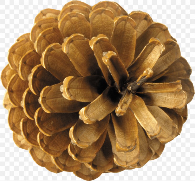 Conifer Cone Spruce Conifers Clip Art, PNG, 850x790px, Conifer Cone, Cone, Conifers, Image File Formats, Material Download Free