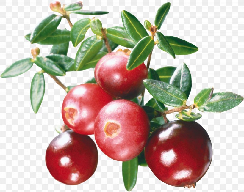 Cranberry Juice Marmalade Mors, PNG, 4284x3377px, Cranberry, Acerola, Acerola Family, Arctostaphylos Uva Ursi, Berry Download Free