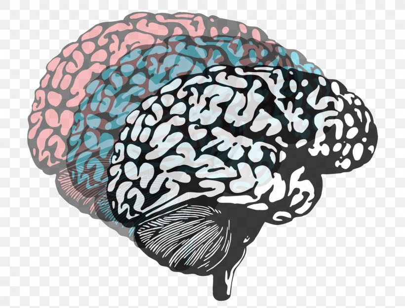 Human Brain Lateralization Of Brain Function Neuroimaging Psychology, PNG, 1565x1191px, Watercolor, Cartoon, Flower, Frame, Heart Download Free