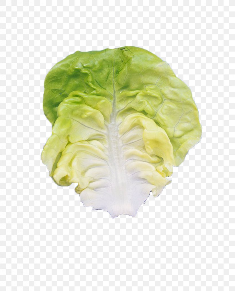 Romaine Lettuce Leaf Vegetable, PNG, 826x1024px, Romaine Lettuce, Cabbage, Food, Green, Ingredient Download Free