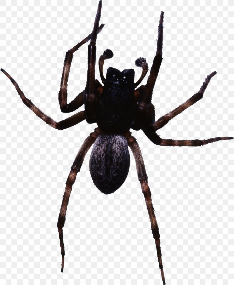 Spider Insect, PNG, 2295x2800px, Spider, Arachnid, Araneus, Araneus Cavaticus, Arthropod Download Free