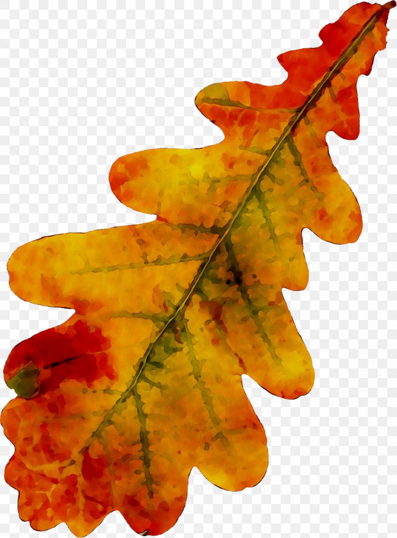 Maple Leaf Autumn, PNG, 1188x1609px, Maple Leaf, Autumn, Black Maple, Botany, Flower Download Free