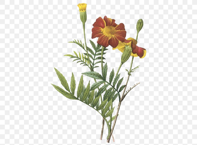 Mexican Marigold Botanical Illustration Flower Marigolds, PNG, 577x605px, Mexican Marigold, Art, Botanical Illustration, Botany, Cut Flowers Download Free