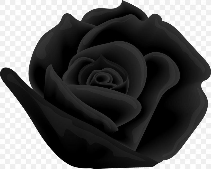 Beach Rose Vecteur Computer File, PNG, 1550x1245px, Beach Rose, Black, Black And White, Black Rose, Flower Download Free