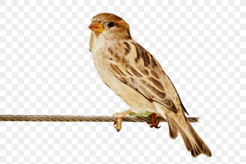 Bird Beak House Sparrow Sparrow Songbird, PNG, 2448x1632px, Watercolor, Beak, Bird, Emberizidae, Finch Download Free