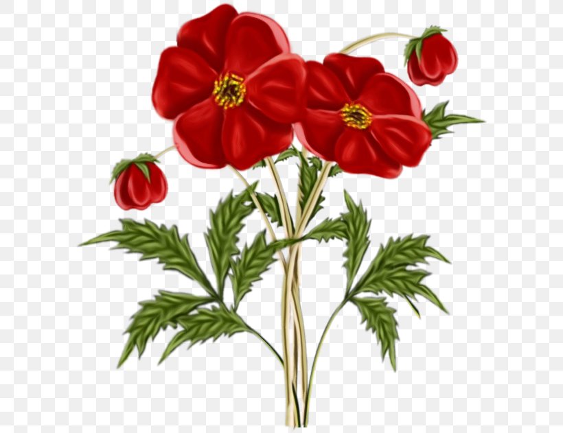 Flower Flowering Plant Plant Red Petal, PNG, 600x631px, Watercolor, Adonis, Anemone, Cut Flowers, Flower Download Free