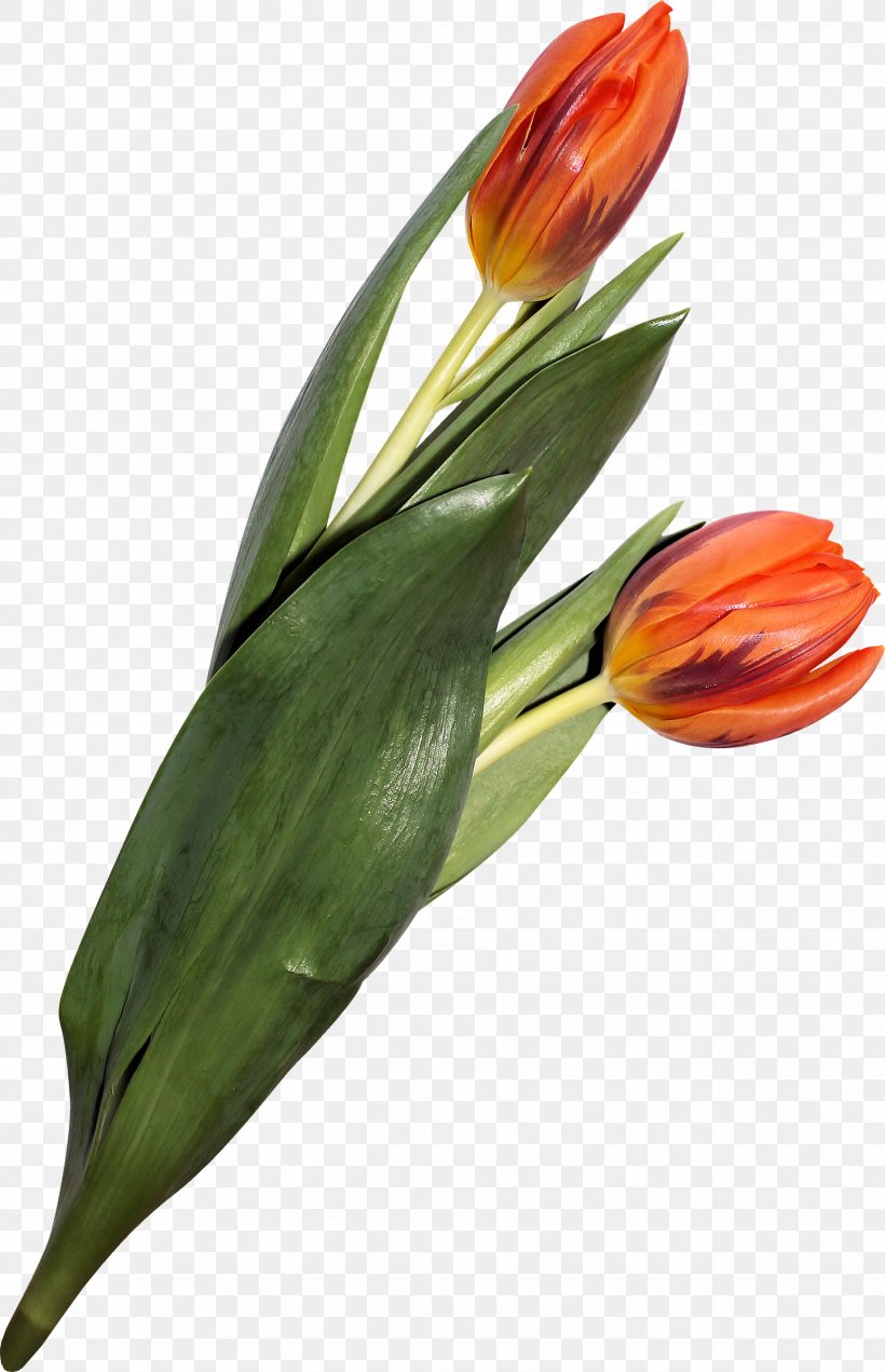 Flower Tulip Weed Download, PNG, 1848x2866px, Flower, Bud, Computer Network, Cut Flowers, Flowering Plant Download Free