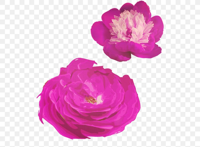 Garden Roses Centifolia Roses Purple, PNG, 786x604px, Garden Roses, Bud, Centifolia Roses, Cut Flowers, Designer Download Free